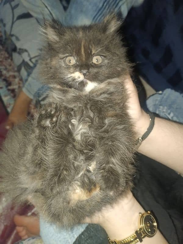 Persian cat for sale 1