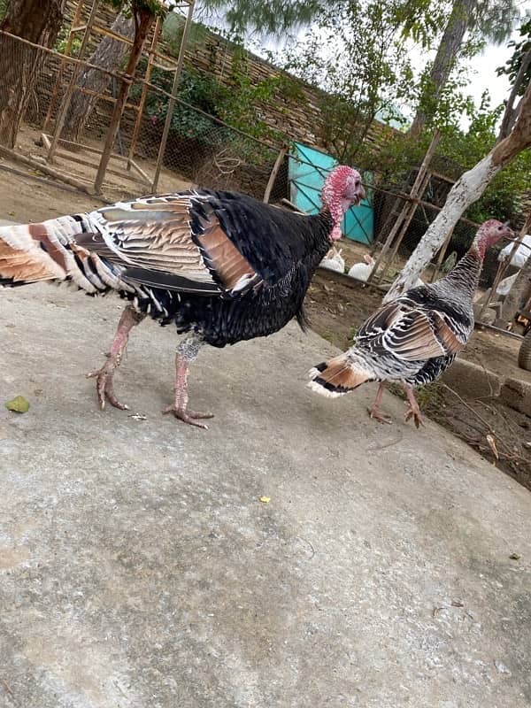 Turkeys Pair 2