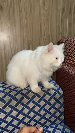 Persian male cat tripple coated 8 months old