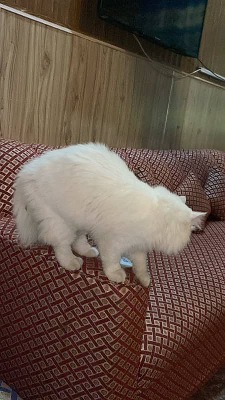 Persian male cat tripple coated 8 months old 1