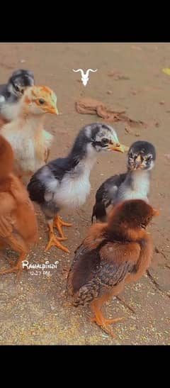 mianwali aseel chicks for sale