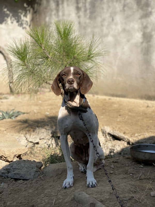 Pointer Female 1