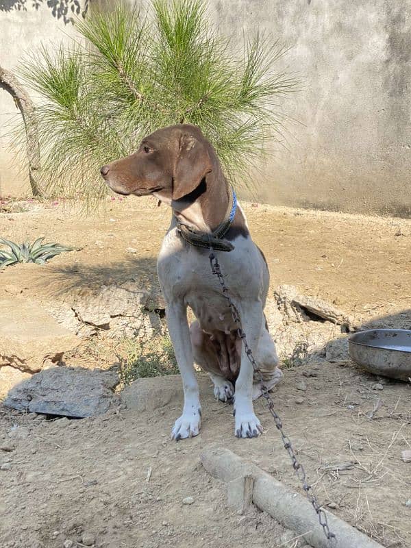 Pointer Female 2