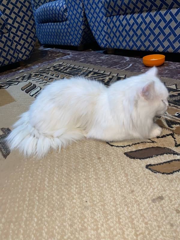 Persian male cat tripple coated 8 months old 2