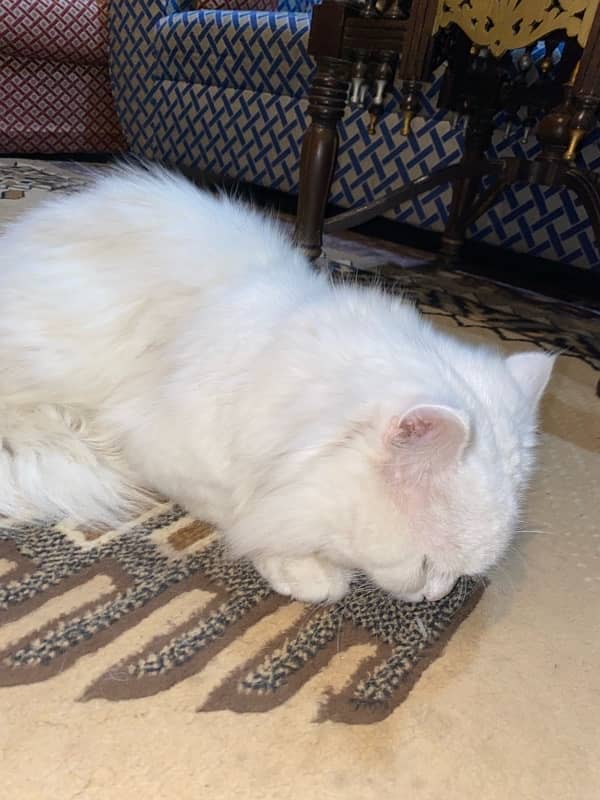 Persian male cat tripple coated 8 months old 3