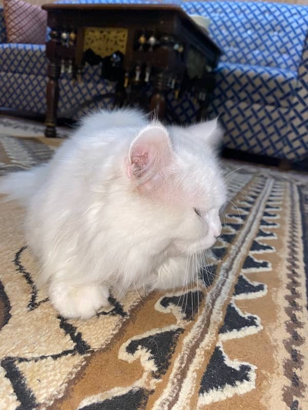 Persian male cat tripple coated 8 months old 4