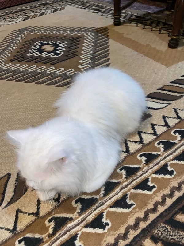 Persian male cat tripple coated 8 months old 5