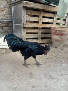 Grey Tongue Ayam Cemani  Male for Sale