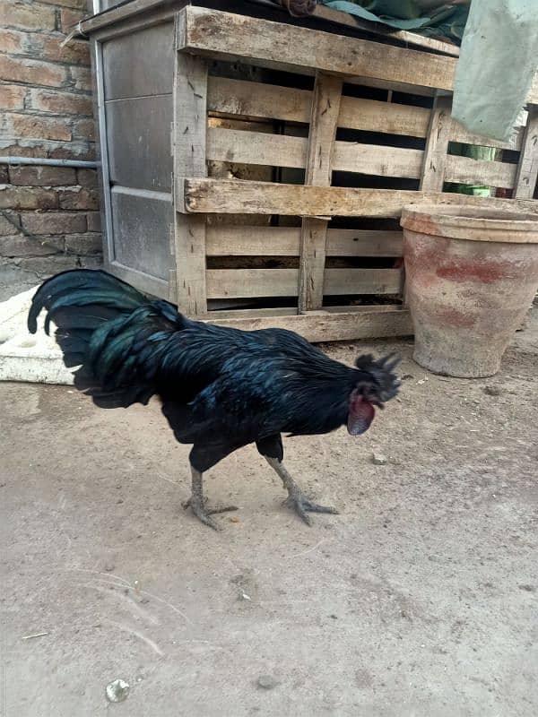 Grey Tongue Ayam Cemani  Male for Sale 0