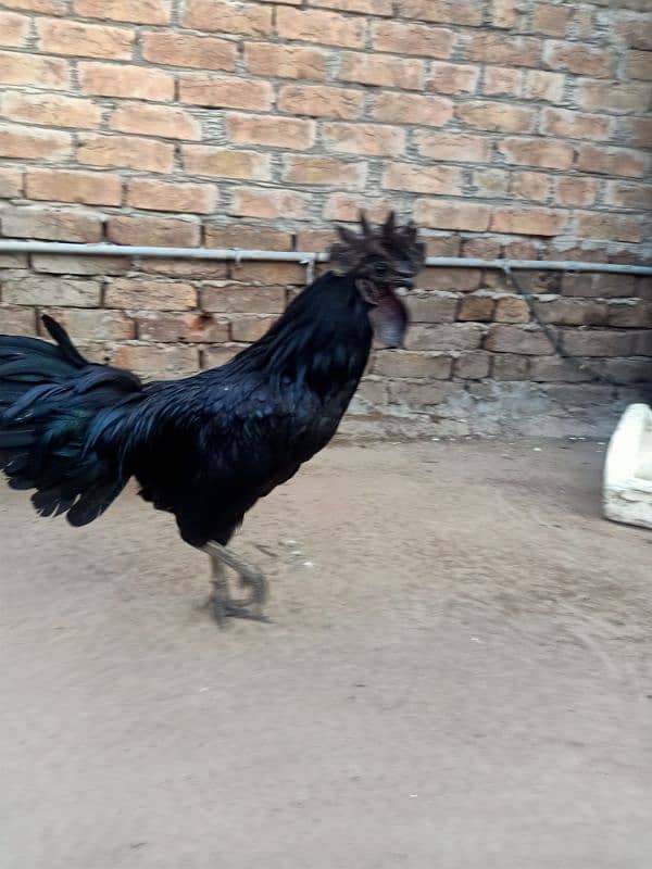 Grey Tongue Ayam Cemani  Male for Sale 1