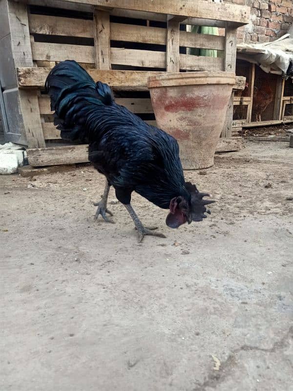 Grey Tongue Ayam Cemani  Male for Sale 2