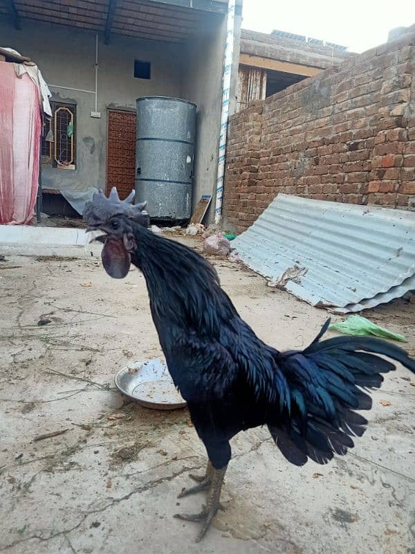 Grey Tongue Ayam Cemani  Male for Sale 4