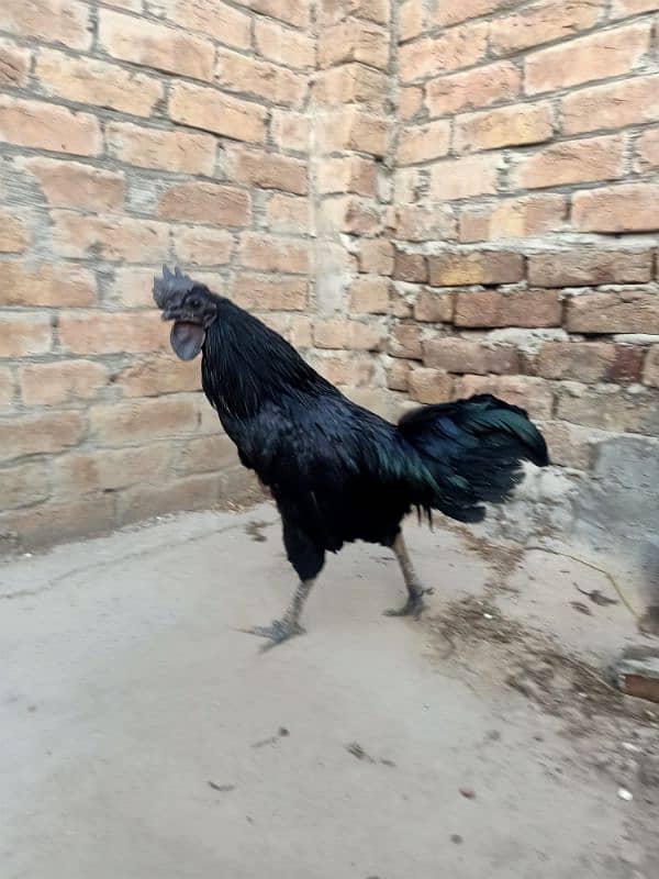 Grey Tongue Ayam Cemani  Male for Sale 3