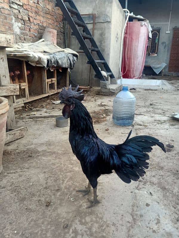 Grey Tongue Ayam Cemani  Male for Sale 5