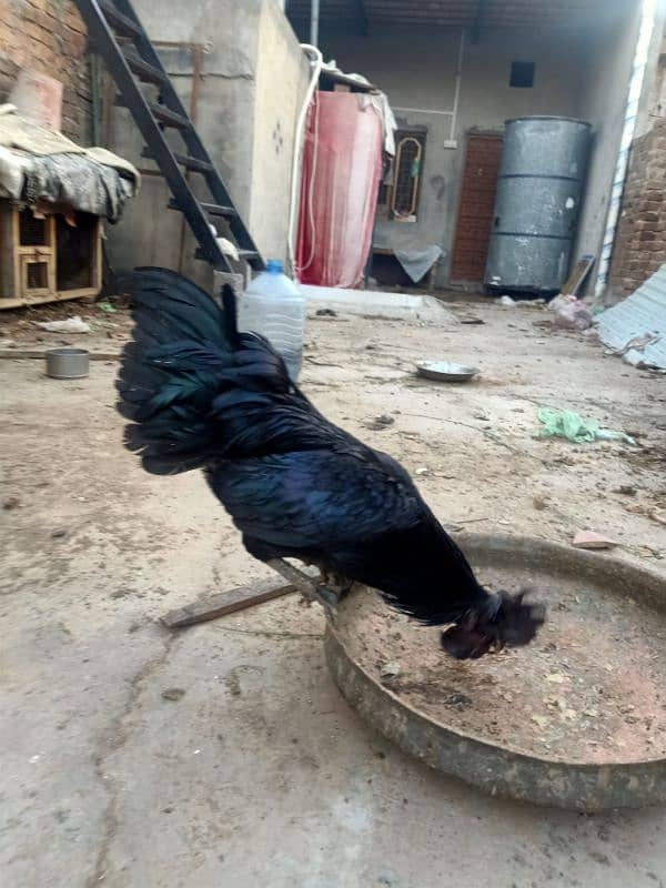 Grey Tongue Ayam Cemani  Male for Sale 6