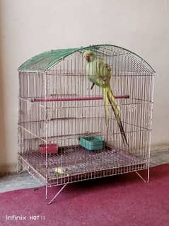 Parrot