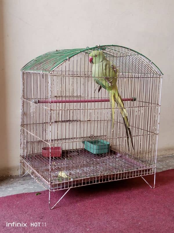 Parrot for sell 1