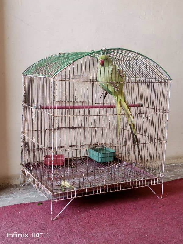 Parrot for sell 2