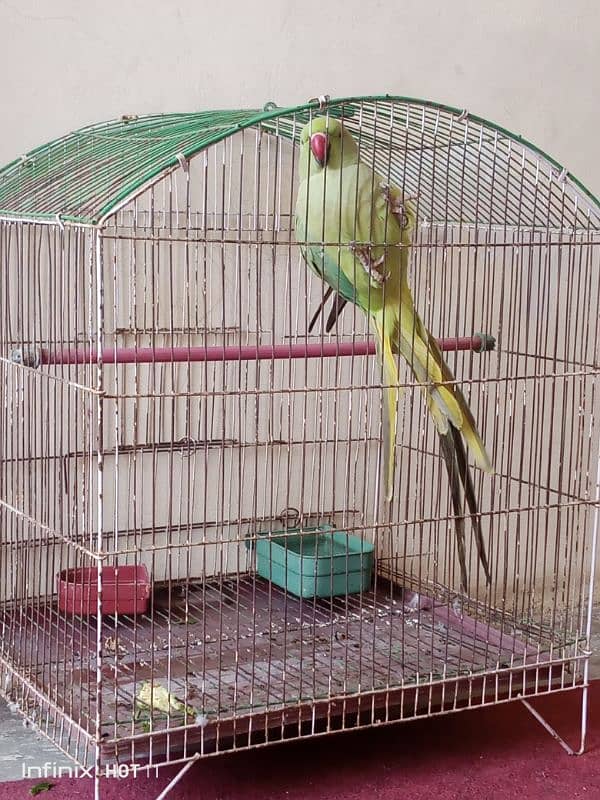 Parrot for sell 3