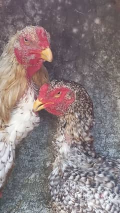 shamo coco pair ring bird 03454196103