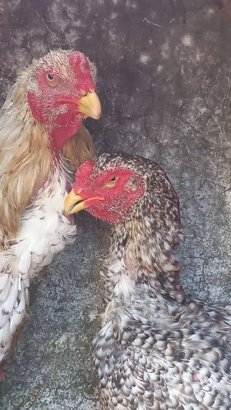 shamo coco pair ring bird 03454196103 0