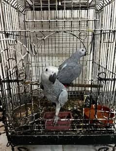 African grey parrot cheeks for sale 03351695560