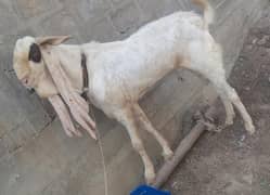 gulabi single pasa breeder URGENT SALE bcz my mother hospitalized.