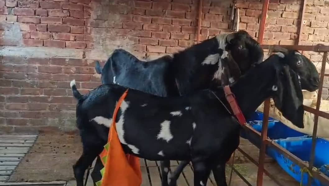 Breeder Bakra | Beetal bakri | Barbri Male | Gaot | بکرا | Breeder 1