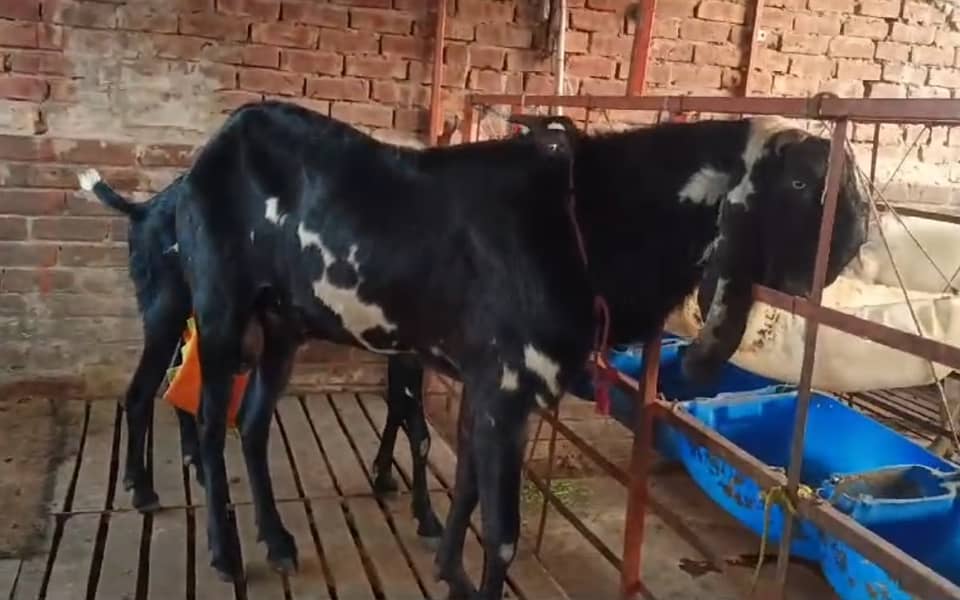 Breeder Bakra | Beetal bakri | Barbri Male | Gaot | بکرا | Breeder 3