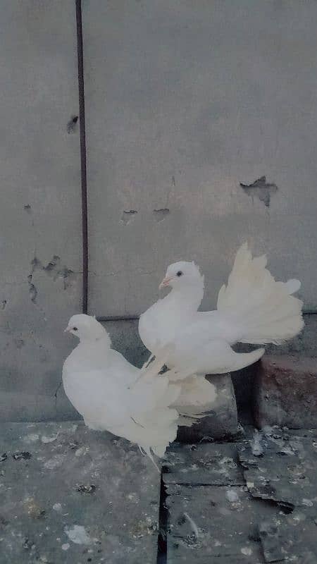 Laky Kabotar pure white breedar pair for sale egg laying 1