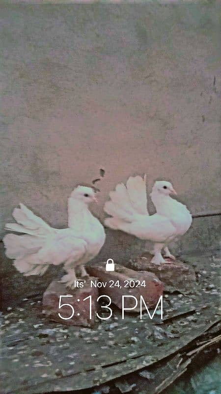 Laky Kabotar pure white breedar pair for sale egg laying 4