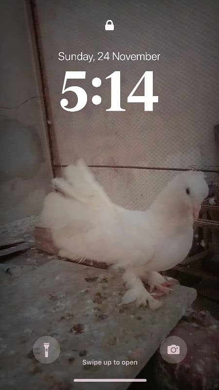 Laky Kabotar pure white breedar pair for sale egg laying 6