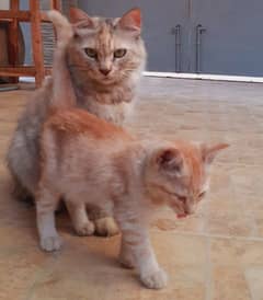 Persian cat with 3 kids