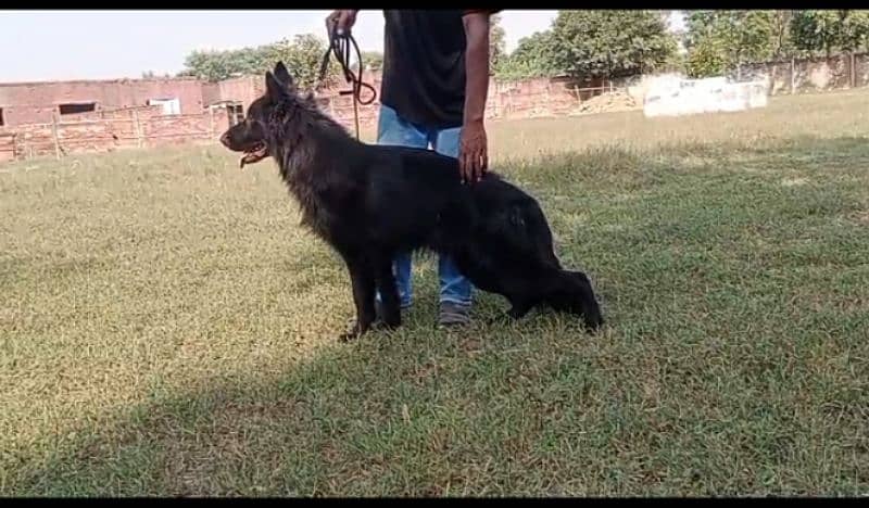 Black German shepherd female puppies available for farm house's 7