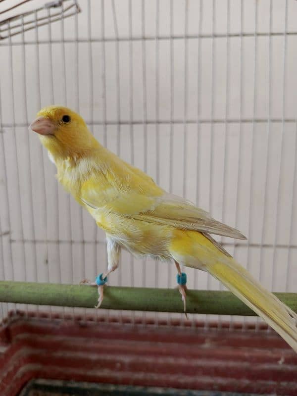 singing canary Bird 6