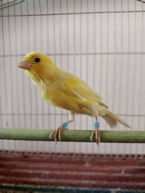 singing canary Bird 7