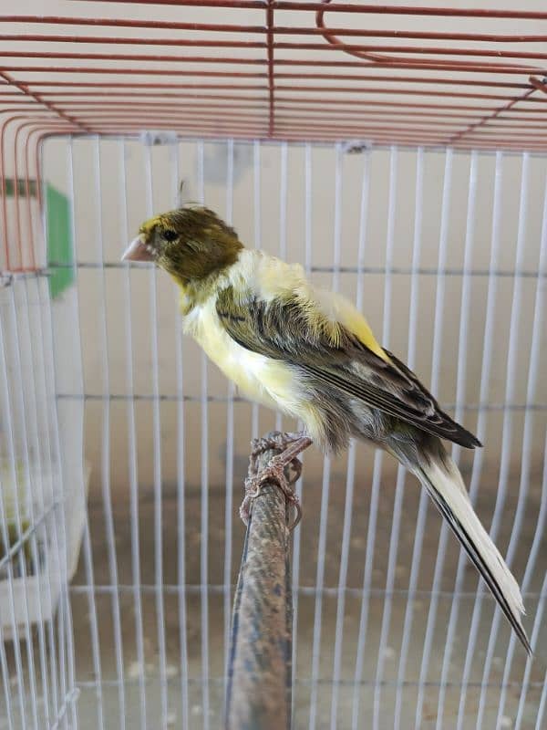 singing canary Bird 8