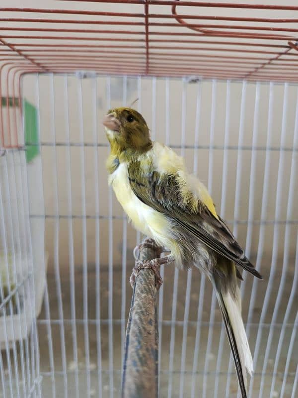 singing canary Bird 9