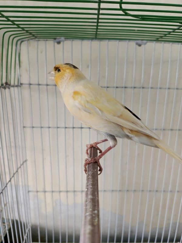 singing canary Bird 14