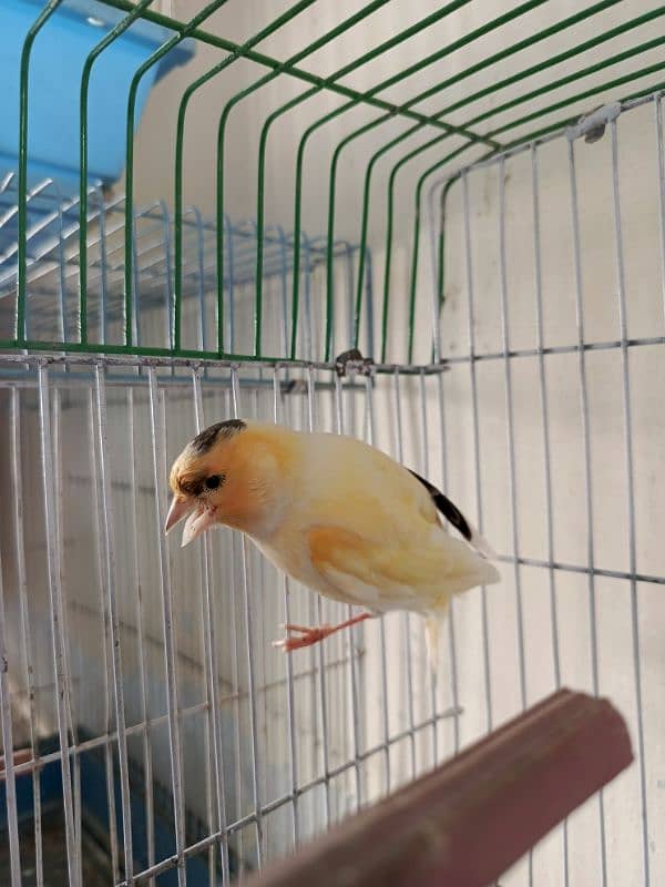 singing canary Bird 15