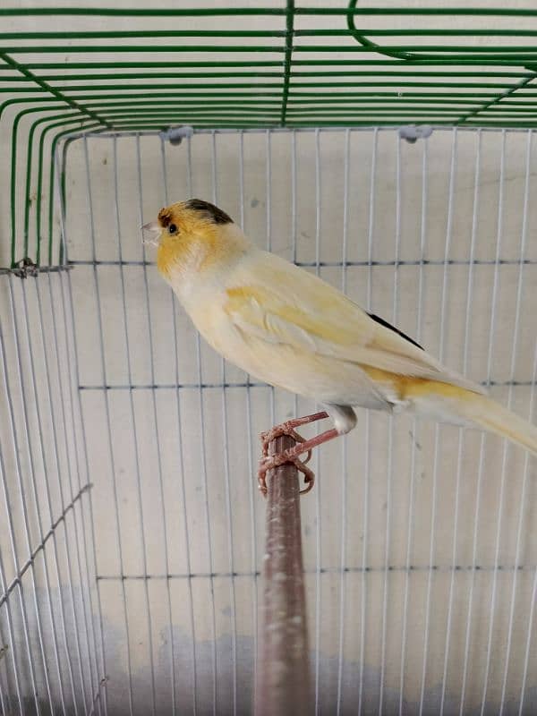 singing canary Bird 17