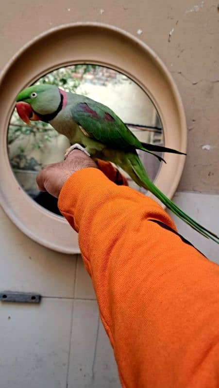 jambo raw parrot sale 0321-8871406 1