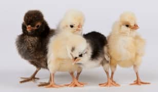 Polish Chicks Available F1 breed