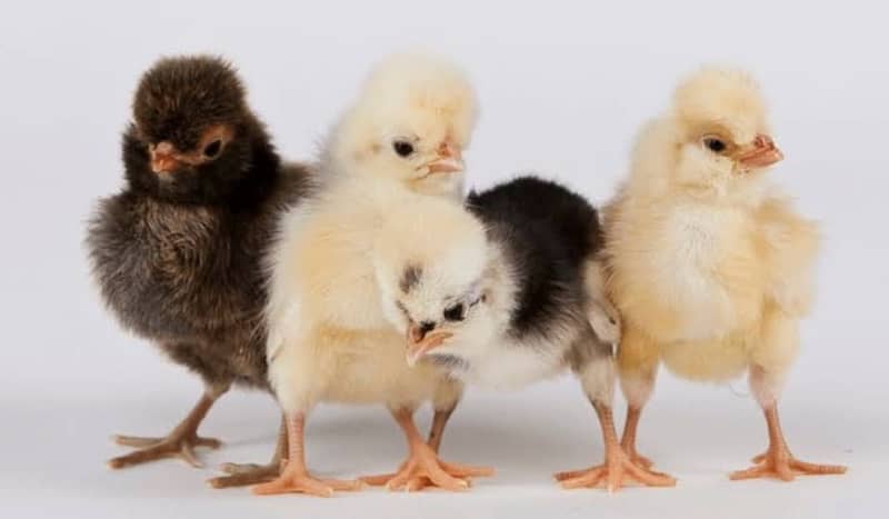 Polish Chicks Available F1 breed 0