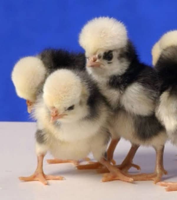 Polish Chicks Available F1 breed 1