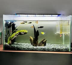 Aquarium