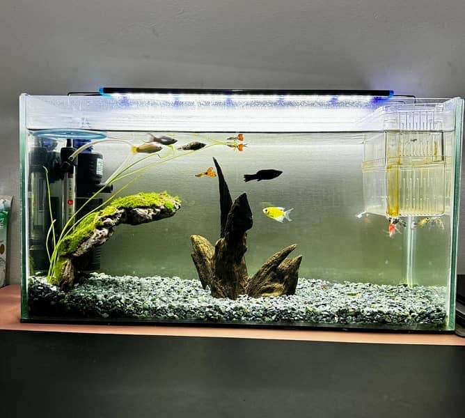 Aquarium with fish and complete equipment 0