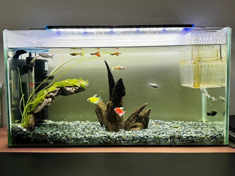 Aquarium with fish and complete equipment 2