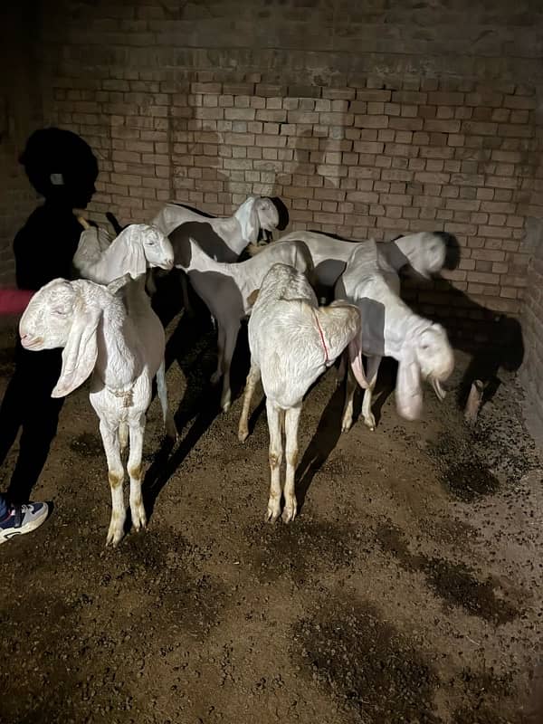 Goats 0