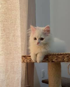 Persian female kitten